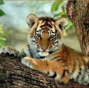 Meet your Posher, Promise